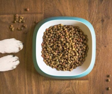 Alimentazione Naturale per Cani: I Benefici e Cosa Sapere