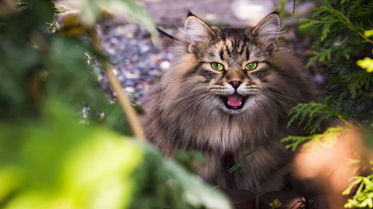 Alimentazione per Gatti Senior: Consigli per una Vita Lunga e Sana