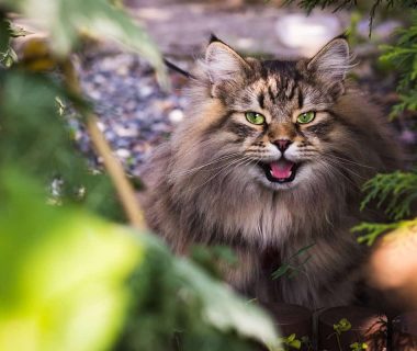 Alimentazione per Gatti Senior: Consigli per una Vita Lunga e Sana