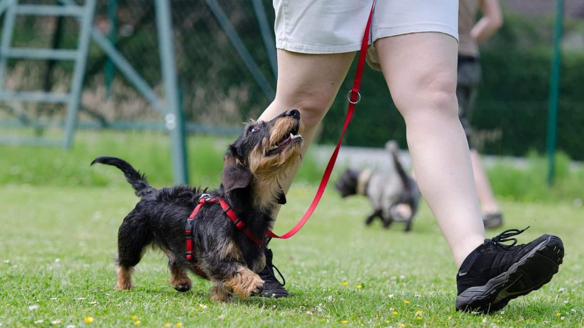 Come Addestrare un Cucciolo di Cane: Guida Completa