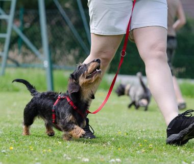 Come Addestrare un Cucciolo di Cane: Guida Completa