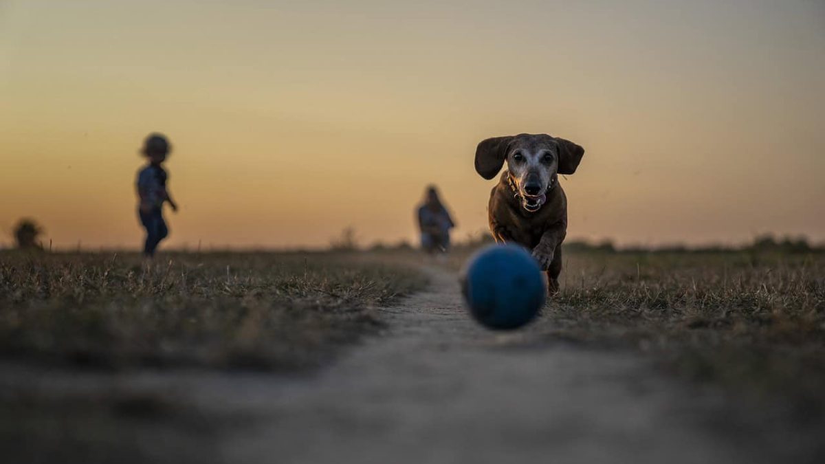 I Migliori Giocattoli Interattivi per Mantenere Attivo il Tuo Cane