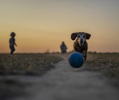 I Migliori Giocattoli Interattivi per Mantenere Attivo il Tuo Cane